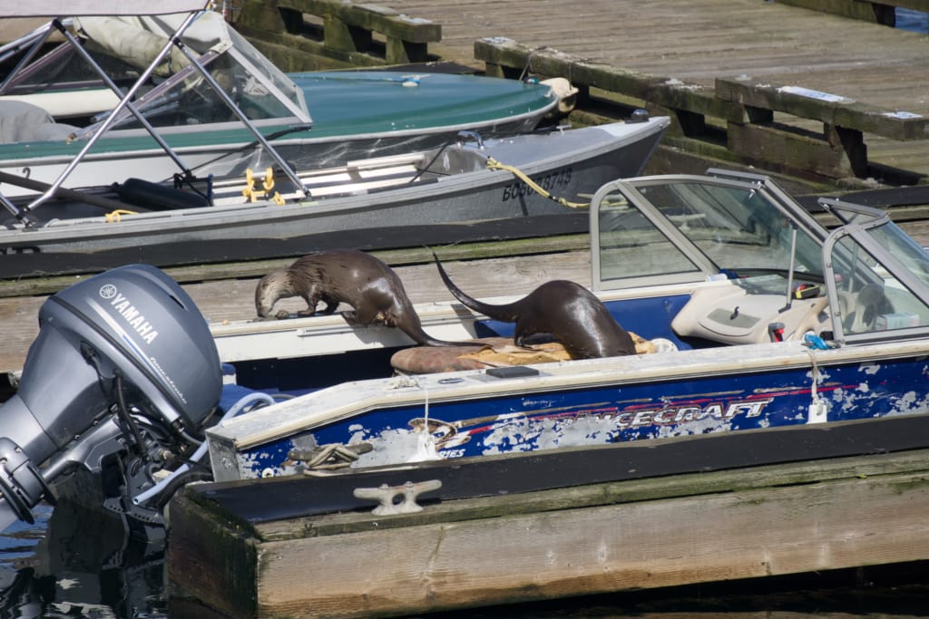 Two river otters on a boat in Nanaimo Harbour