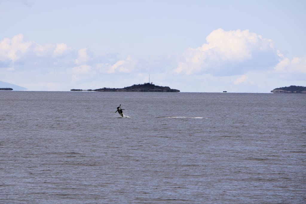 An orca breaching at Neck Point in Nanaimo