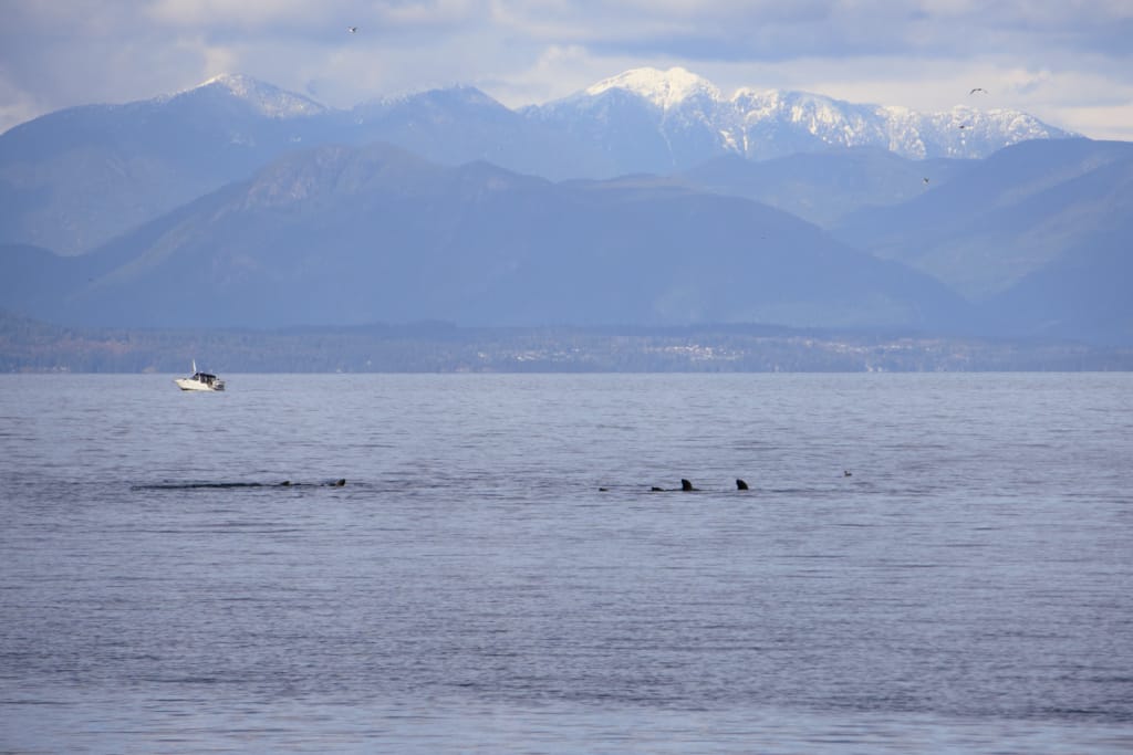 Sea lions feeding at Piper's Lagoon Park in Nanaimo