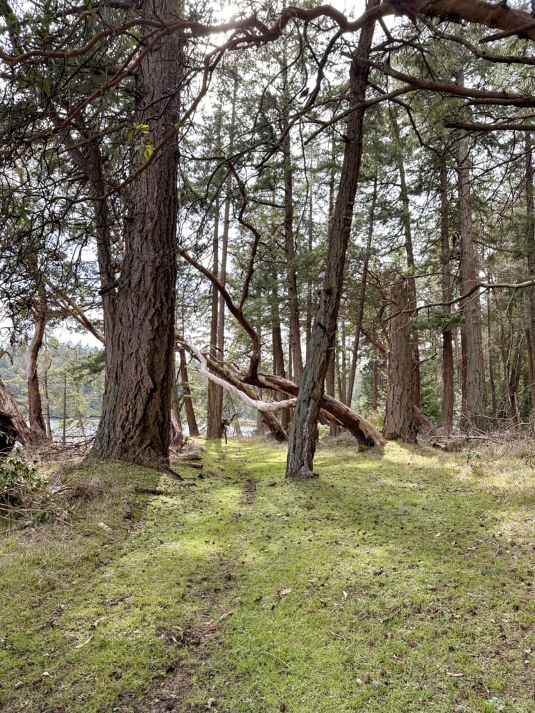 The beautiful forest on Saysutshun