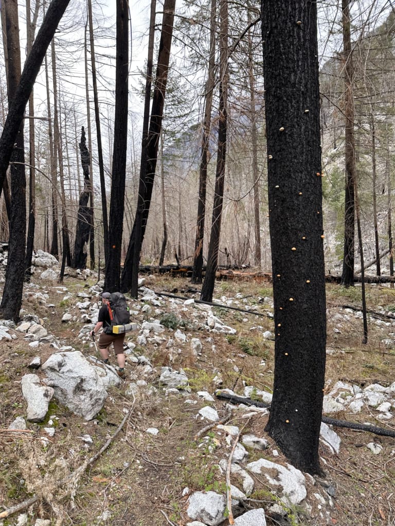 A hiker walks through a burned section of trail in the Lower Stein Valley