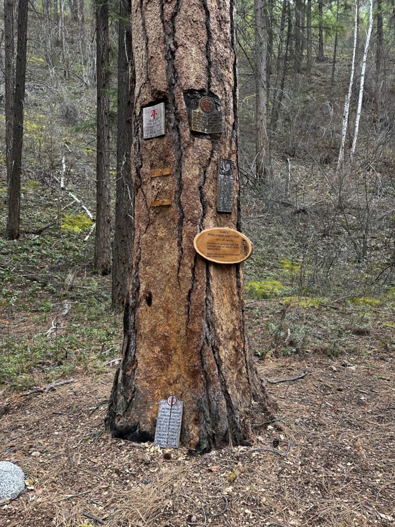 A memorial tree in the Stein Valley