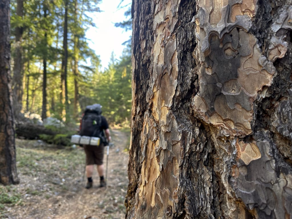 Close up of ponderosa pine bark with a hiker in the background