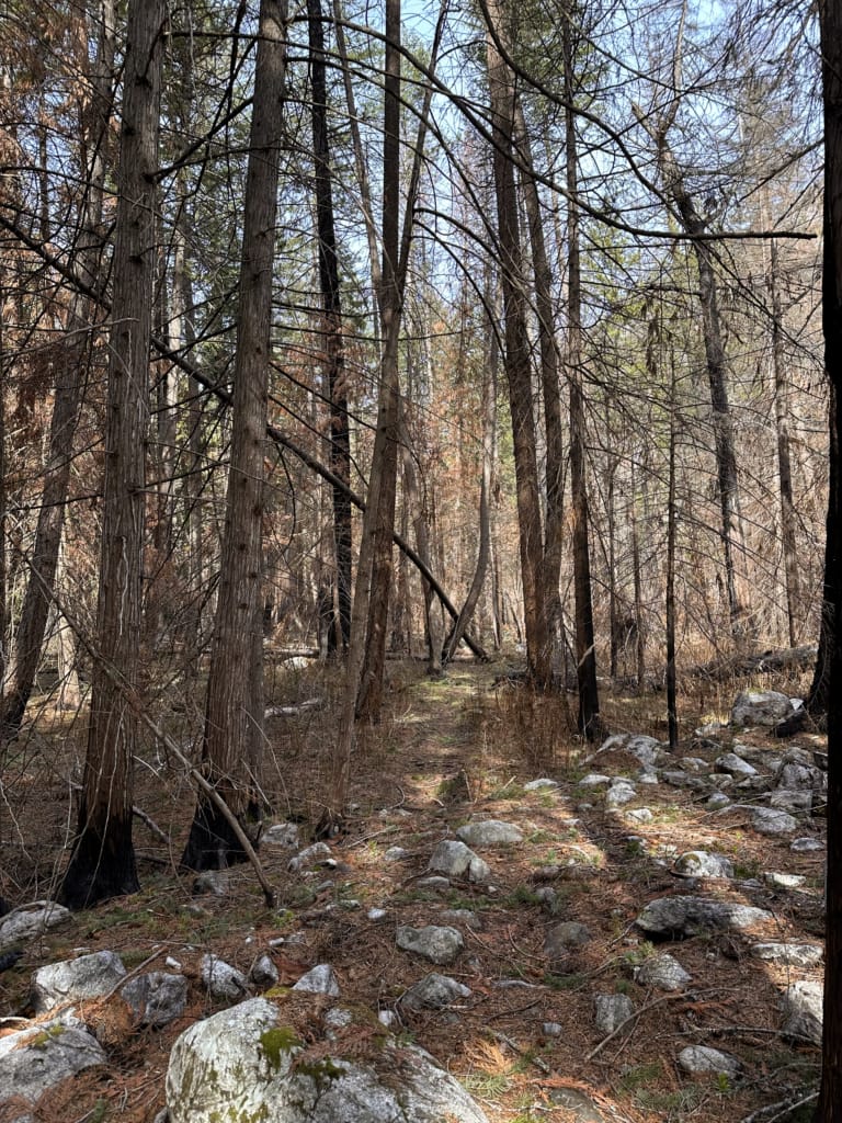 A burned section of trail at Teaspoon Creek in the Stein Valley