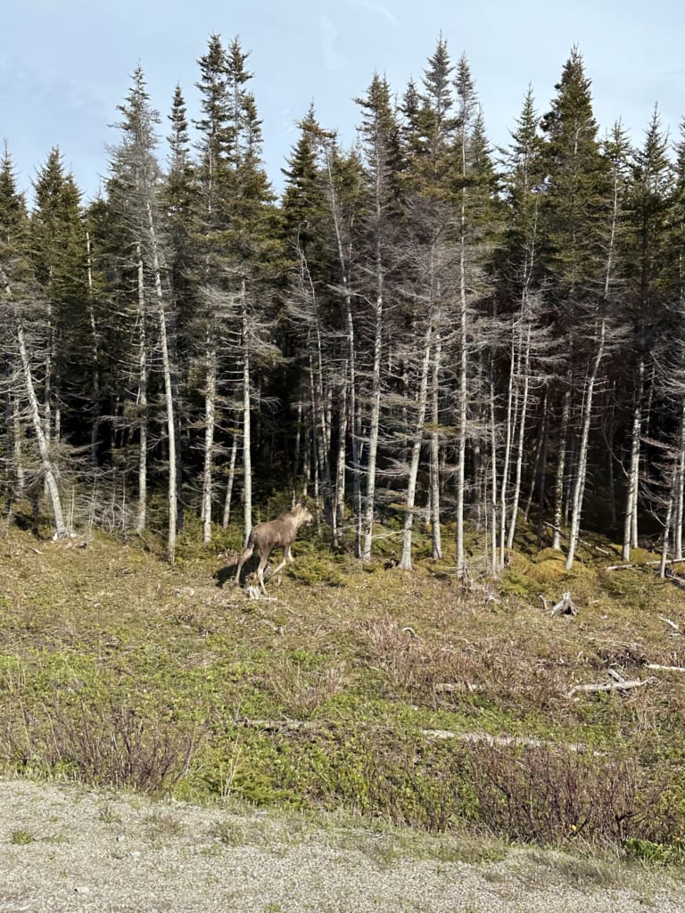 A cow moose on the side of the Viking Trail Highway on the Great Northern Peninsula in Newfoundland