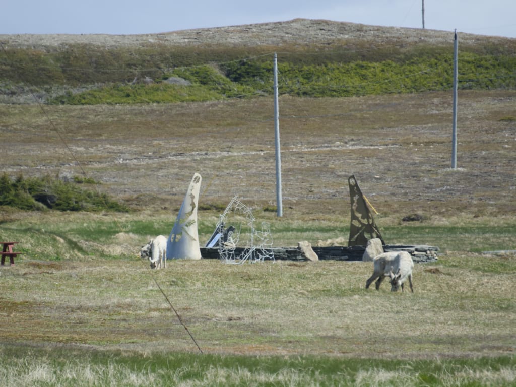 Caribou at an exhibit about the ancient Dorset people at Port au Choix