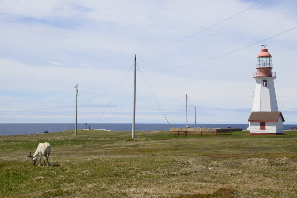 Caribou at the Point Riche Lighthouse at Port au Choix, Newfoundland