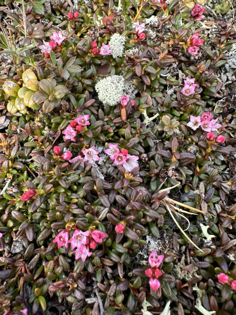 A close of of plants on Quirpon Island on Newfoundland's Great Northern Peninsula