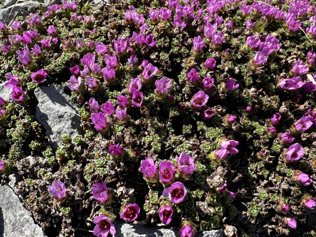 Close up of purple saxifrage flowers at Burnt Cape Ecological Reserve on the Great Northern Peninsula in Newfoundland