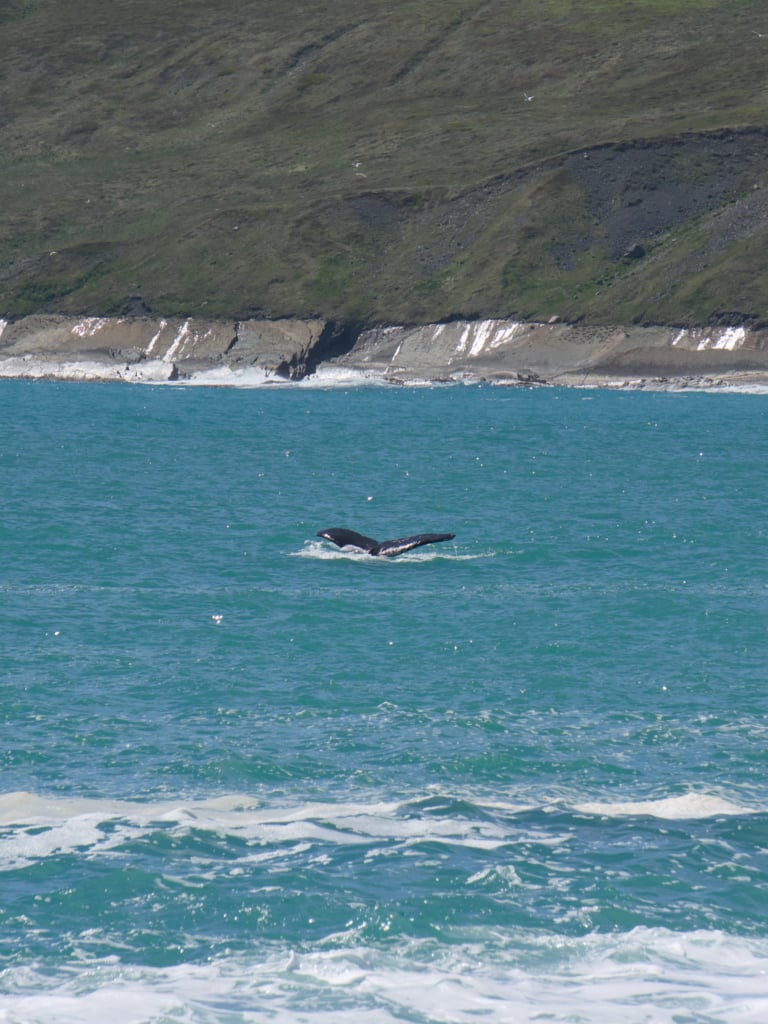 A humpback whale tail seen from Newfoundland