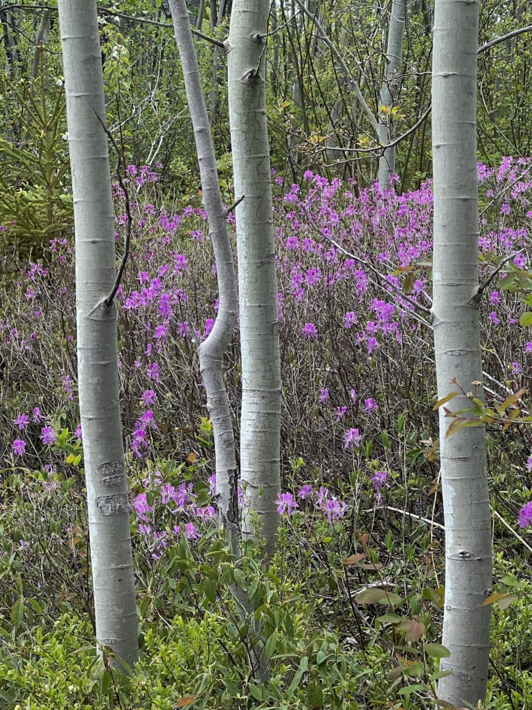 Wildflowers on the Corduroy Brook Nature Trail in Grand Falls-Windsor