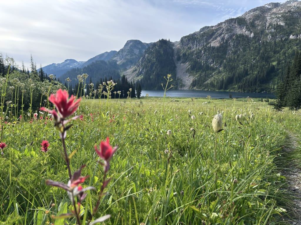 Wildflowers in the meadows