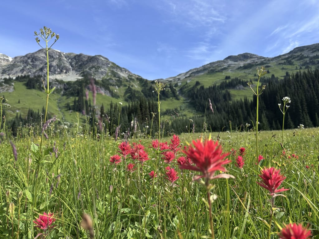 Paintbrush flowers
