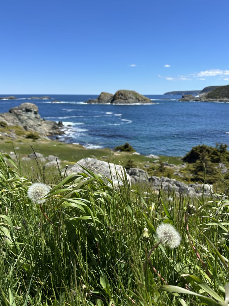 A close up of dandelions with a cove in the background at Biscan Cove in Newfoundland