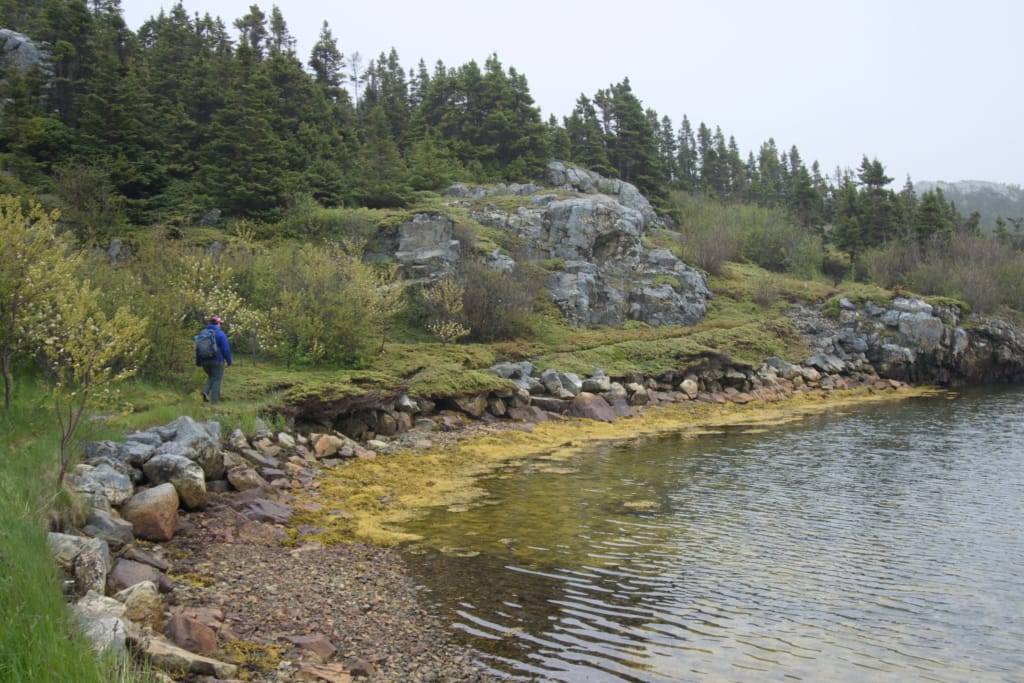 A hiker on the coast on the Damnable Trails on the Eastport Peninsula. It is a cold, grey June day.