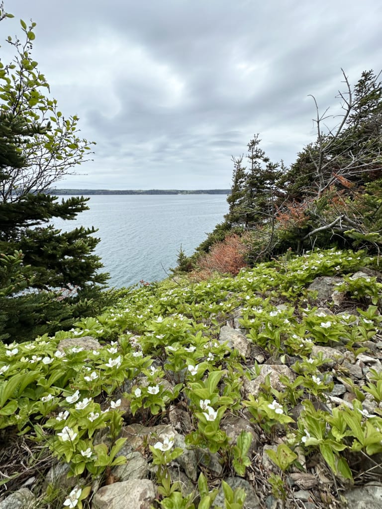 Bunchberry carpeting the ground on the Long Shore Path