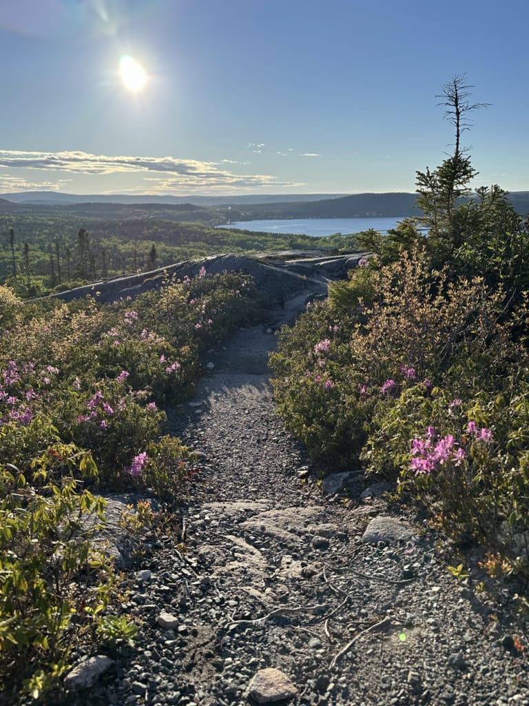 Flowers along the Mill Cove Lookout Trail on the Eastport Peninsula