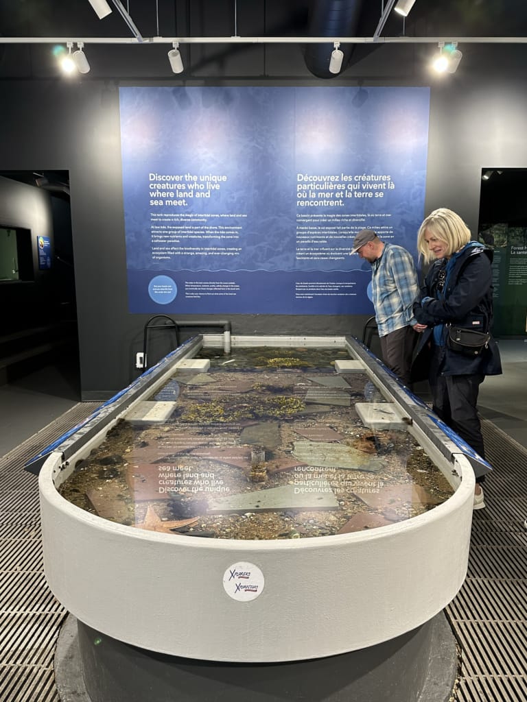 Two people look into the touch tank at the Terra Nova National Park Visitor Centre
