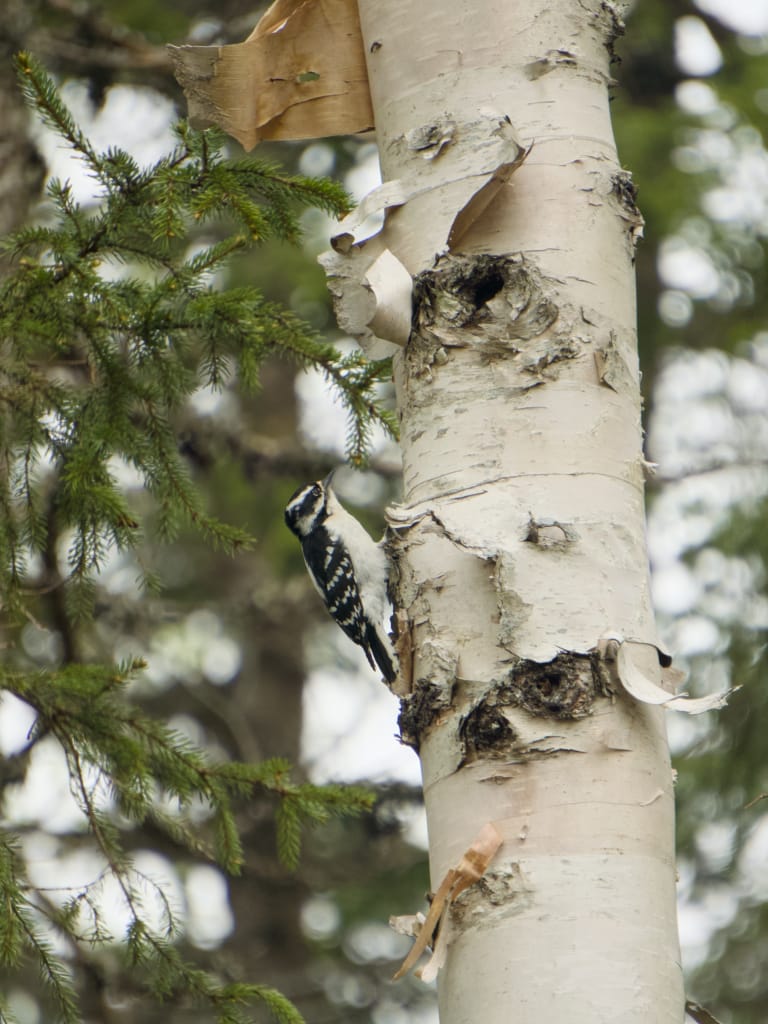 A woodpecker on a tree in Terra Nova National Park