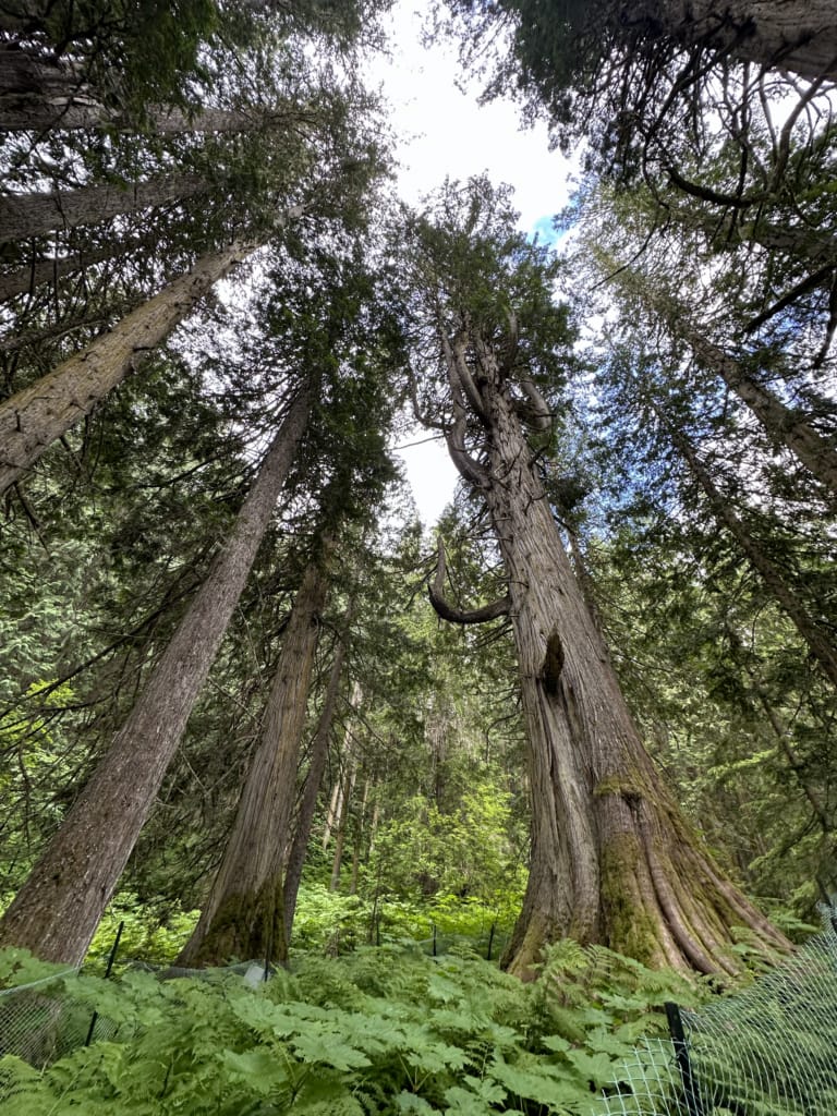 A grove of big cedar trees at Ancient Forest Park