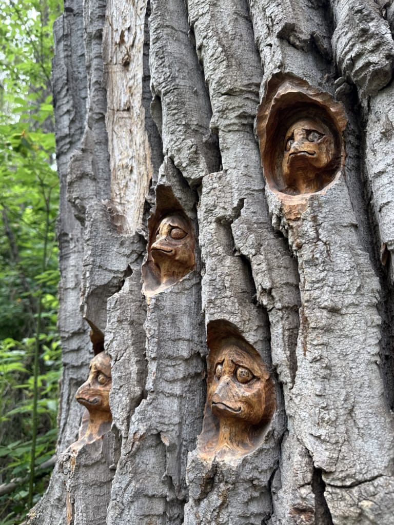 Carved birds in the bark of a cottonwood tree in Prince George