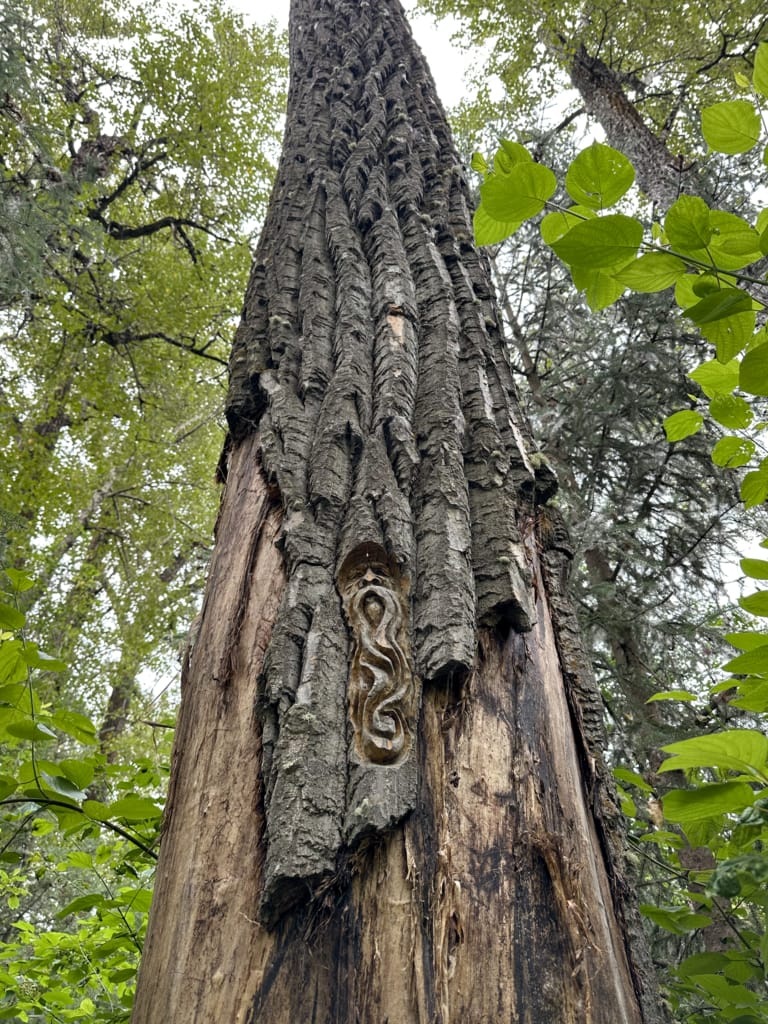 Carving of a man with a very long beard on tree bark at Cottonwood Island Nature Park